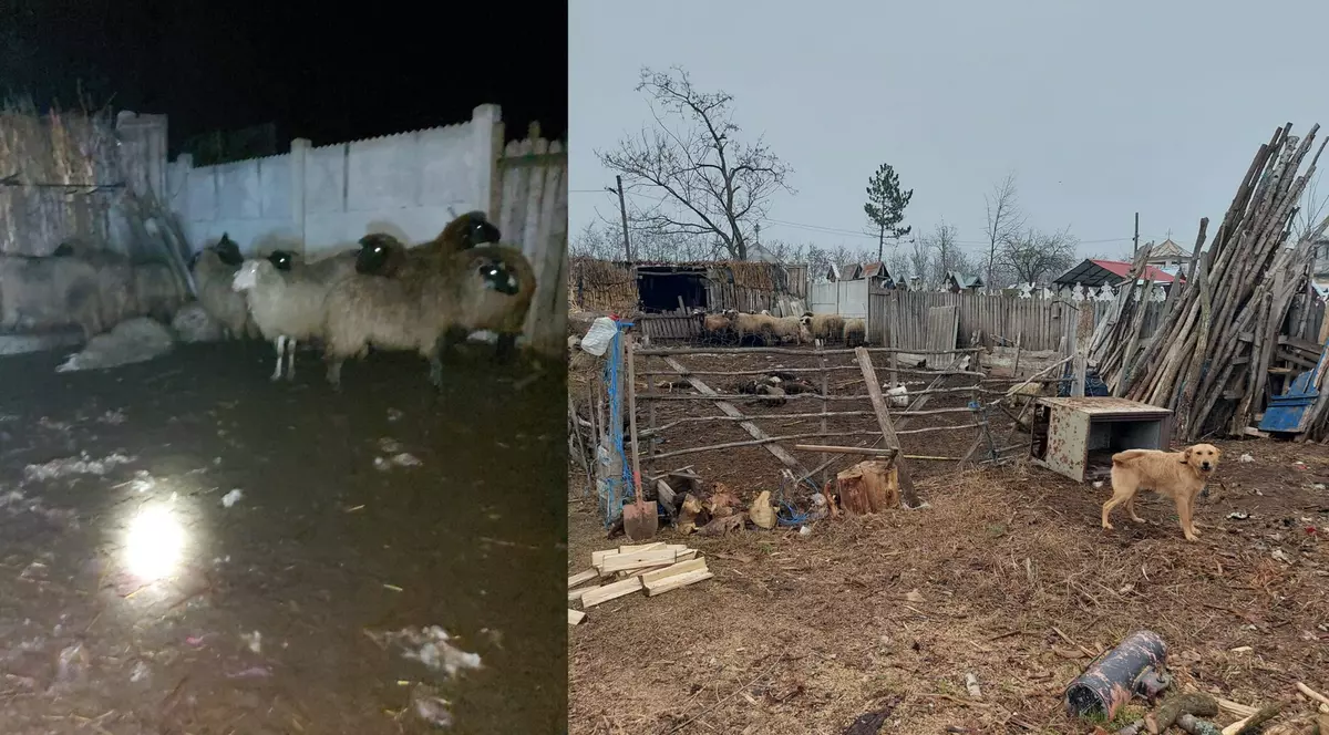 Șacalii au făcut prăpăd în Dolj. Zeci de animale au fost sfâșiate de prădători. Primar: „Au atacat sălbatic în sat” | VIDEO