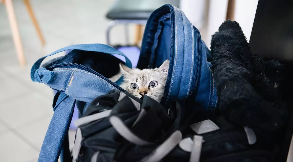 O rusoaică a îmbrăcat o pisică în haine de bebeluș pentru a transporta droguri. Ce a dat-o de gol