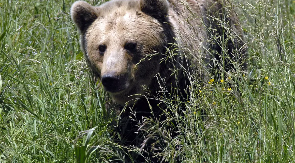 Bărbat atacat de urs la Sovata. Victima, transportată la spital