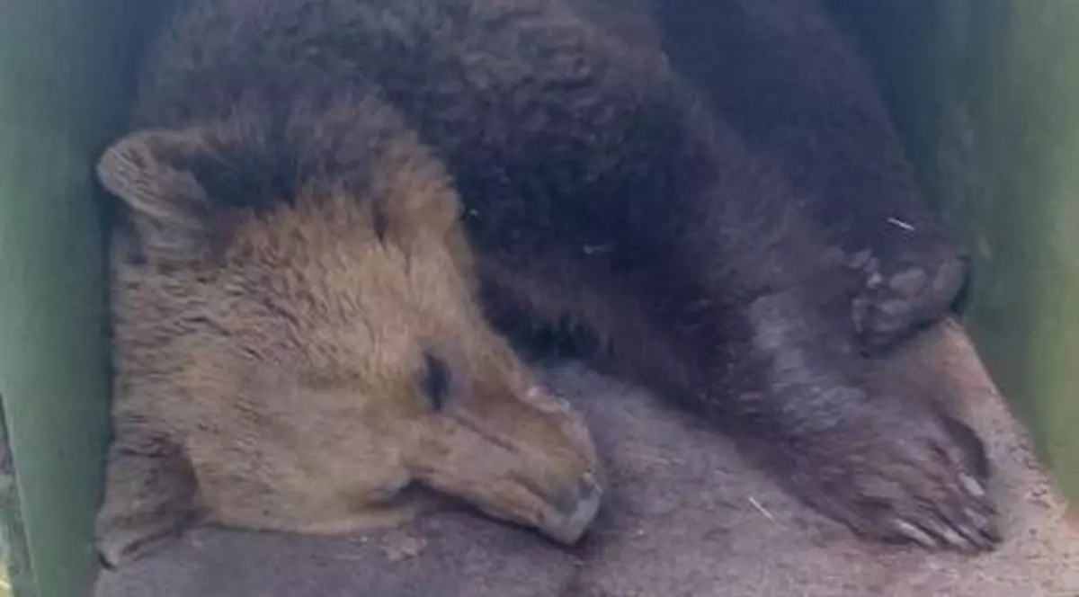 Al treilea urs care frecventa Grădina Zoologică din Târgu Mureș a fost capturat