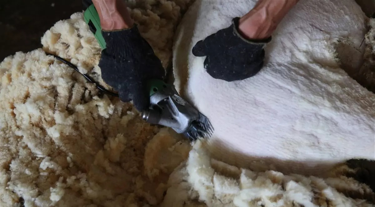 Cea mai mare fabrică de procesare a lânii din Europa, construită în România