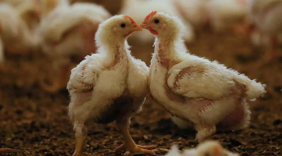 Utilizarea antibioticelor în fermele de animale scade rezistența sistemului imunitar la om - studiu