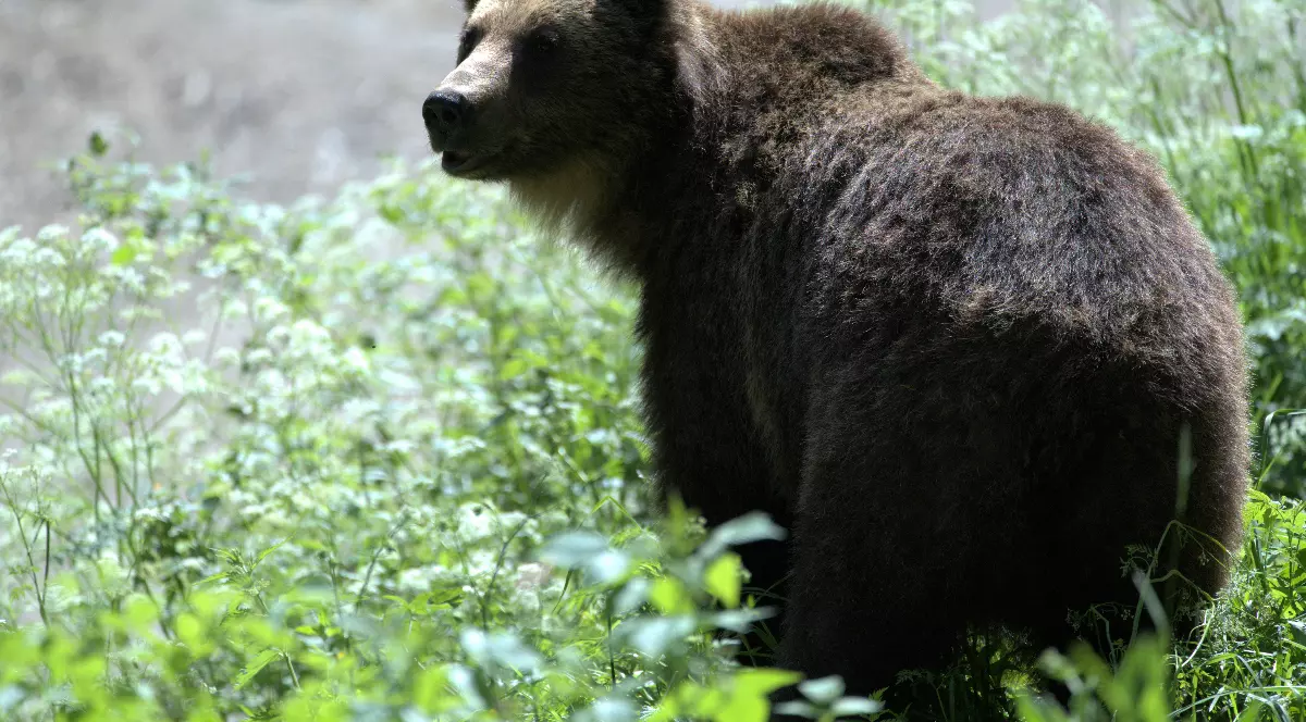 Zonarea managementului speciei urs brun