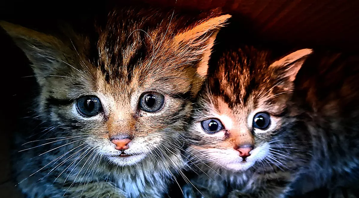 Au salvat doi pisoi găsiți pe un traseu montan în Vrancea. La veterinar au aflat că sunt, de fapt, pisici sălbatice