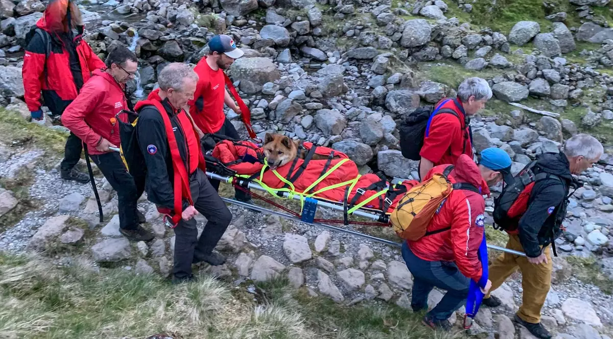 Rocky, un câine care a urcat cu proprietarii săi pe munte, a fost „prea obosit” ca să mai coboare, în Marea Britanie. Au fost chemați salvamontiștii
