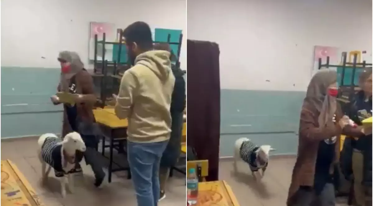 VIDEO | Imagini virale din Turcia: O femeie a venit cu mielul la secția de votare