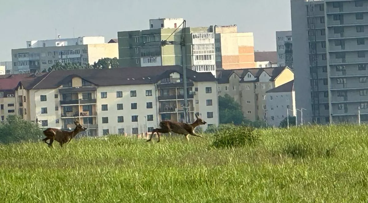 Foto: Turnul Sfatului