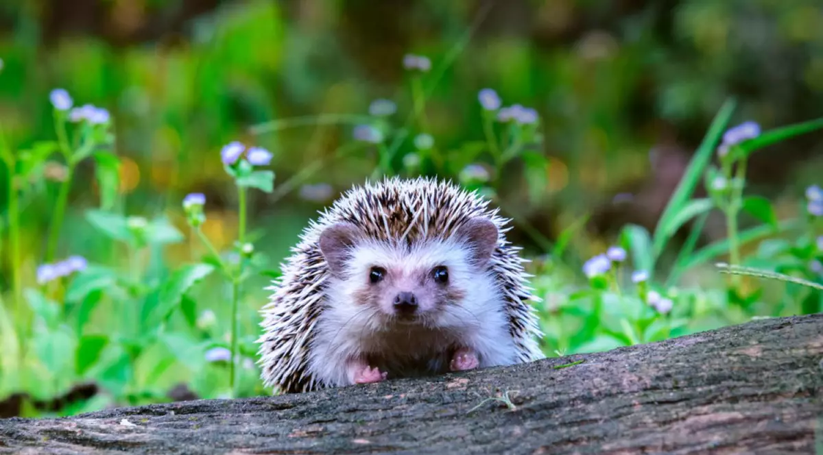 Ce înseamnă când visezi arici