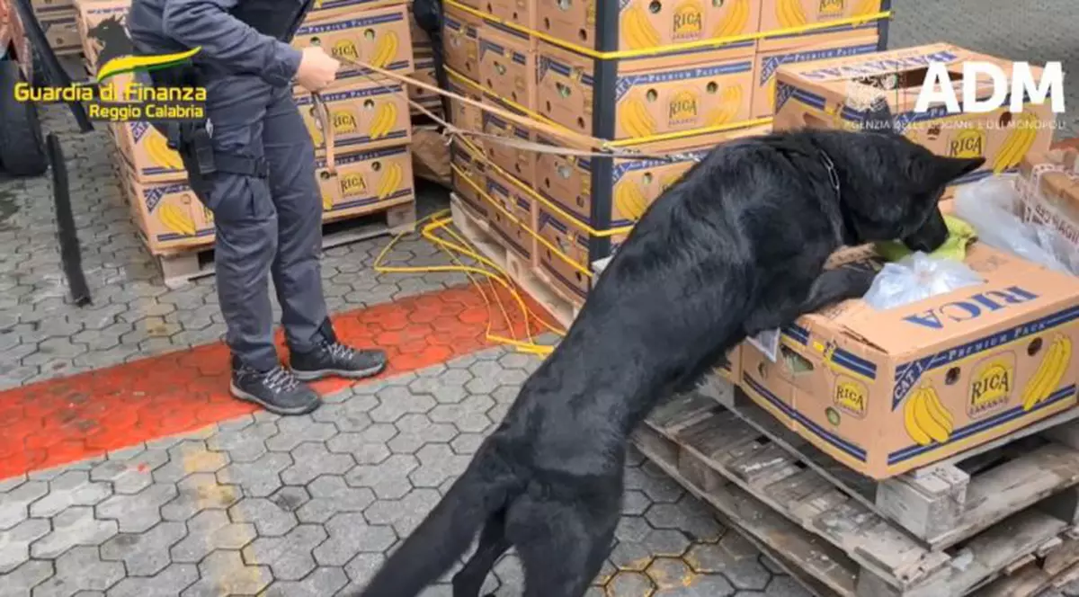 Aproape trei tone de cocaină „de cea mai pură calitate”, în valoare de 800 de milioane de euro, găsite în containere cu banane, în Italia