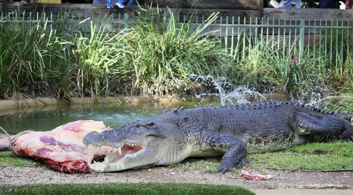 Un australian a reușit să scape cu viață, după ce și-a scos capul dintre fălcile unui crocodil
