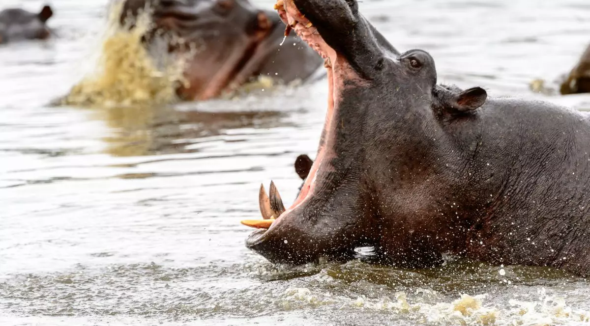 Un copil de 1 an a murit și 23 de persoane sunt dispărute după ce un hipopotam a atacat o ambarcațiune pe un râu din Malawi