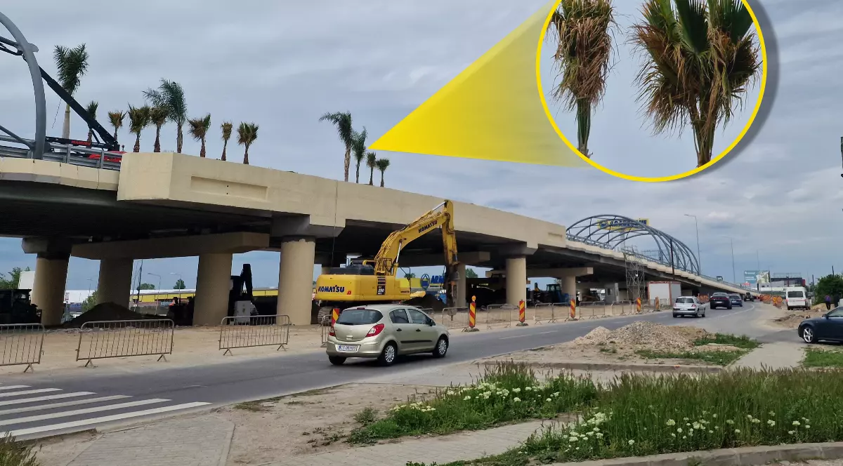 Podul neterminat, construit pe grinzi degradate, care se leagă cu autostrada spre Marea Neagră, s-a împodobit cu palmieri. Autoarea: primăria lui Robert Negoiță