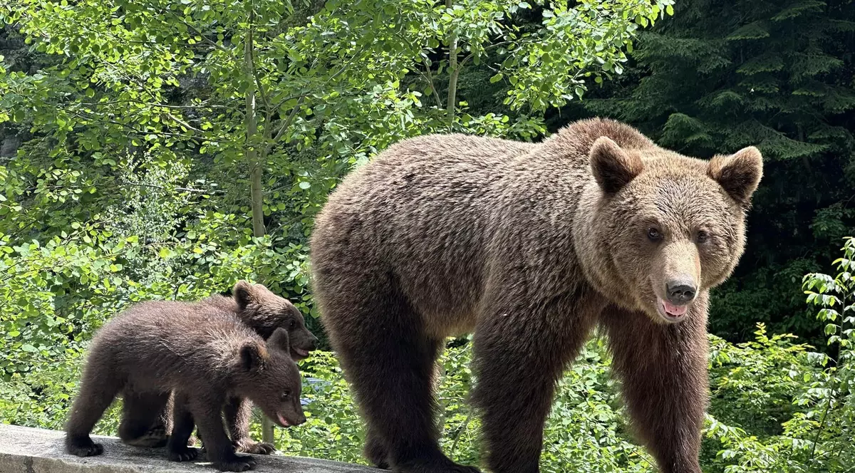 Un sfat pentru ursuleții Alinei Gorghiu: Nu vă faceți prea mari pentru că, altfel, Guvernul României vă va împușca