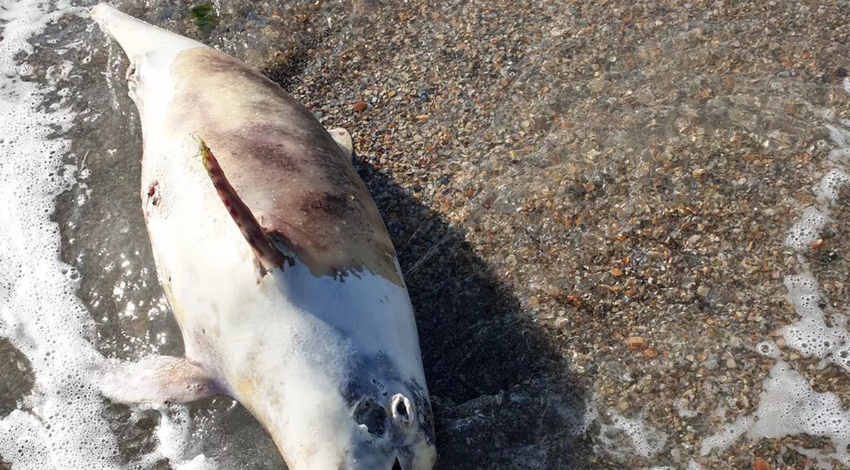 Pui de delfin, găsit mort pe o plajă din Mamaia. ONG: „De la începutul anului au fost găsiți aproximativ 35 de delfini morți pe litoral”