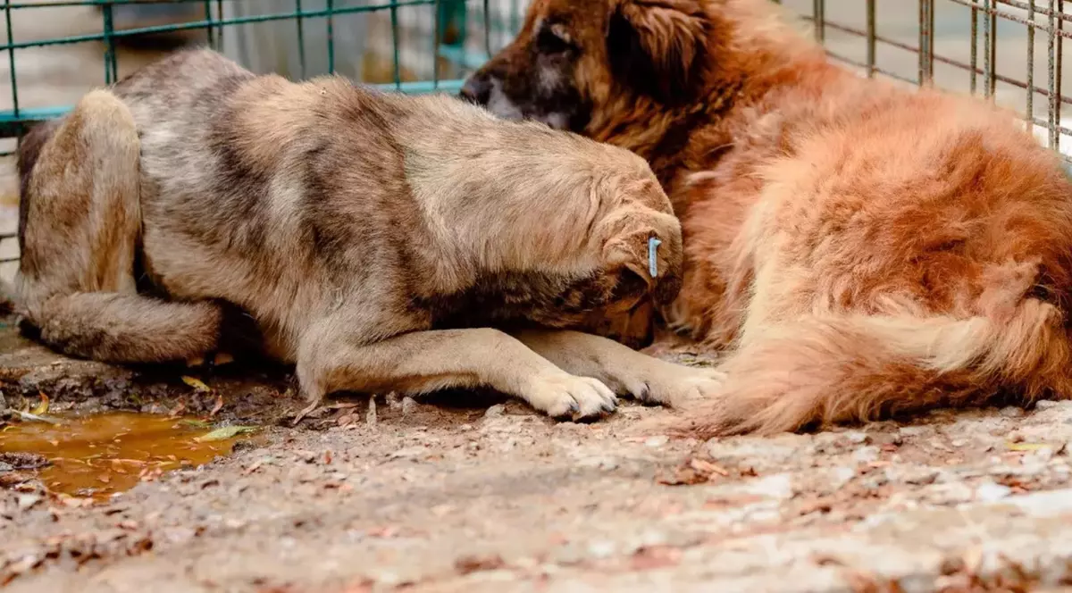 Ce poți face, din punct de vedere legal, dacă ai câini fără stăpân în cartier