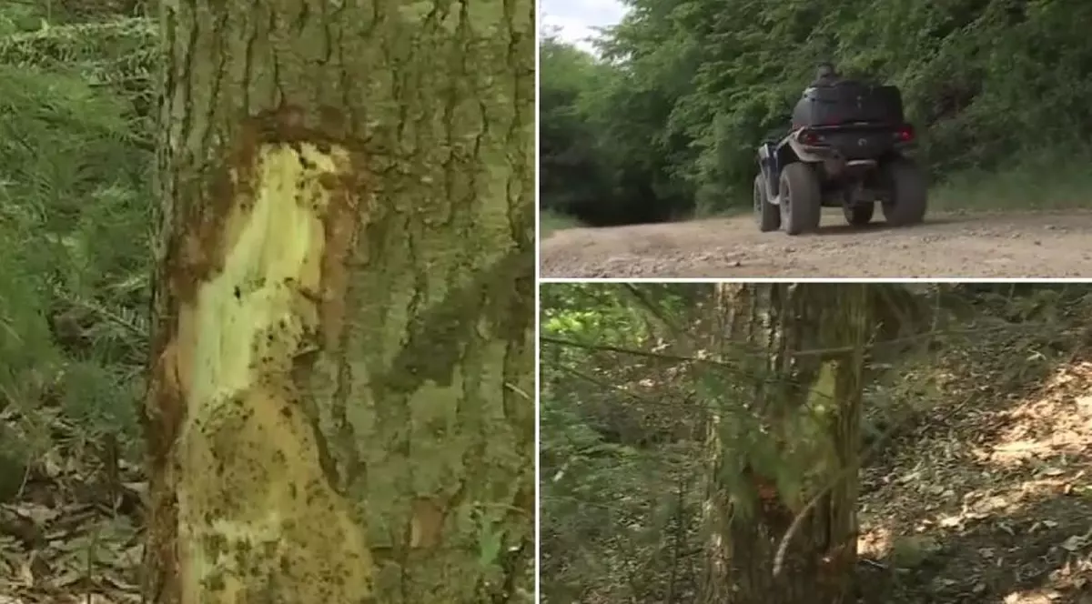 O femeie a murit, iar alta a fost grav rănită, după ce au intrat cu ATV-ul într-un copac, la Gura Humorului. Cele două erau în team-building