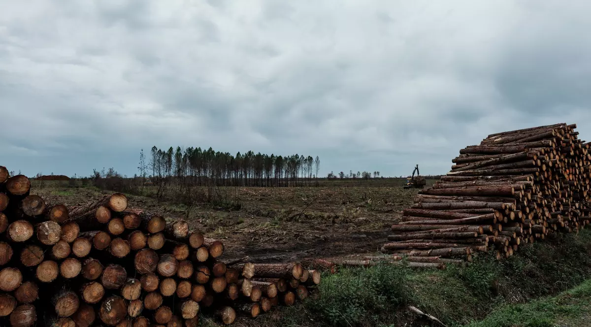 O suprafață de mărimea Elveției a fost defrișată din pădurile tropicale ale planetei, în 2022, în ciuda promisiunilor de stopare a fenomenului