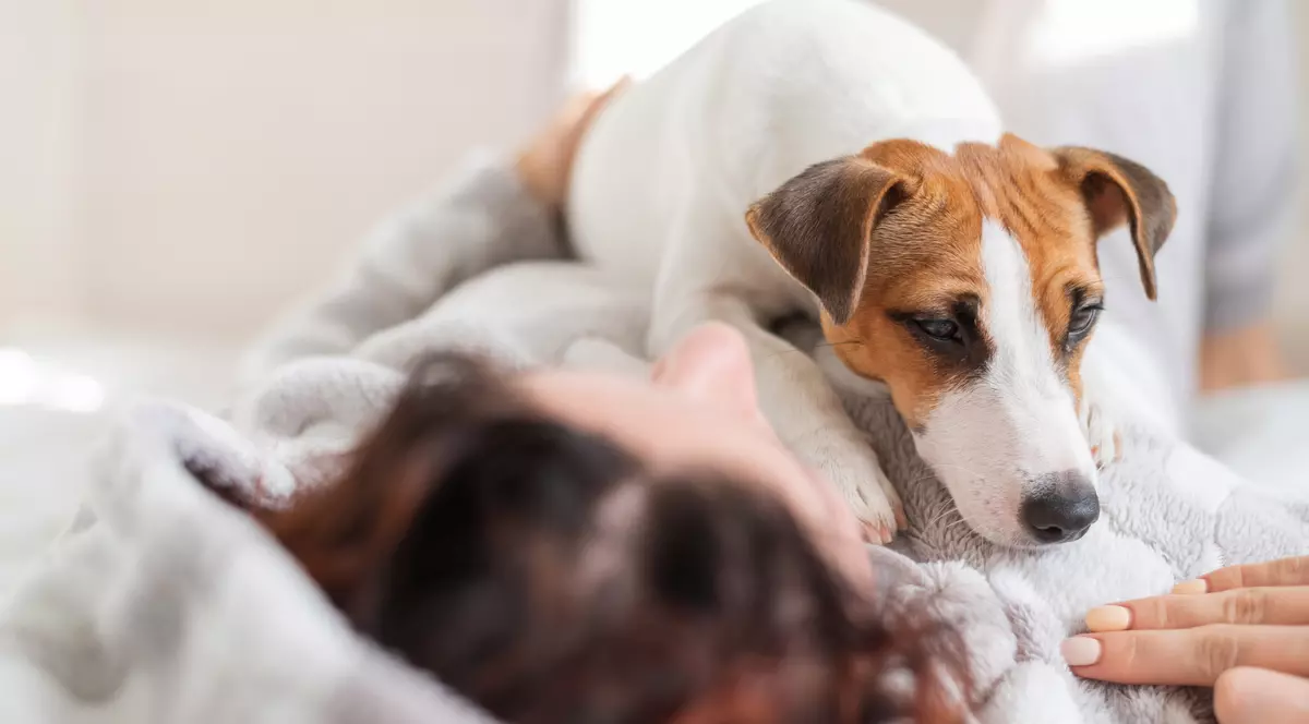 Un spital belgian permite animalelor de companie să-şi viziteze stăpânii bolnavi