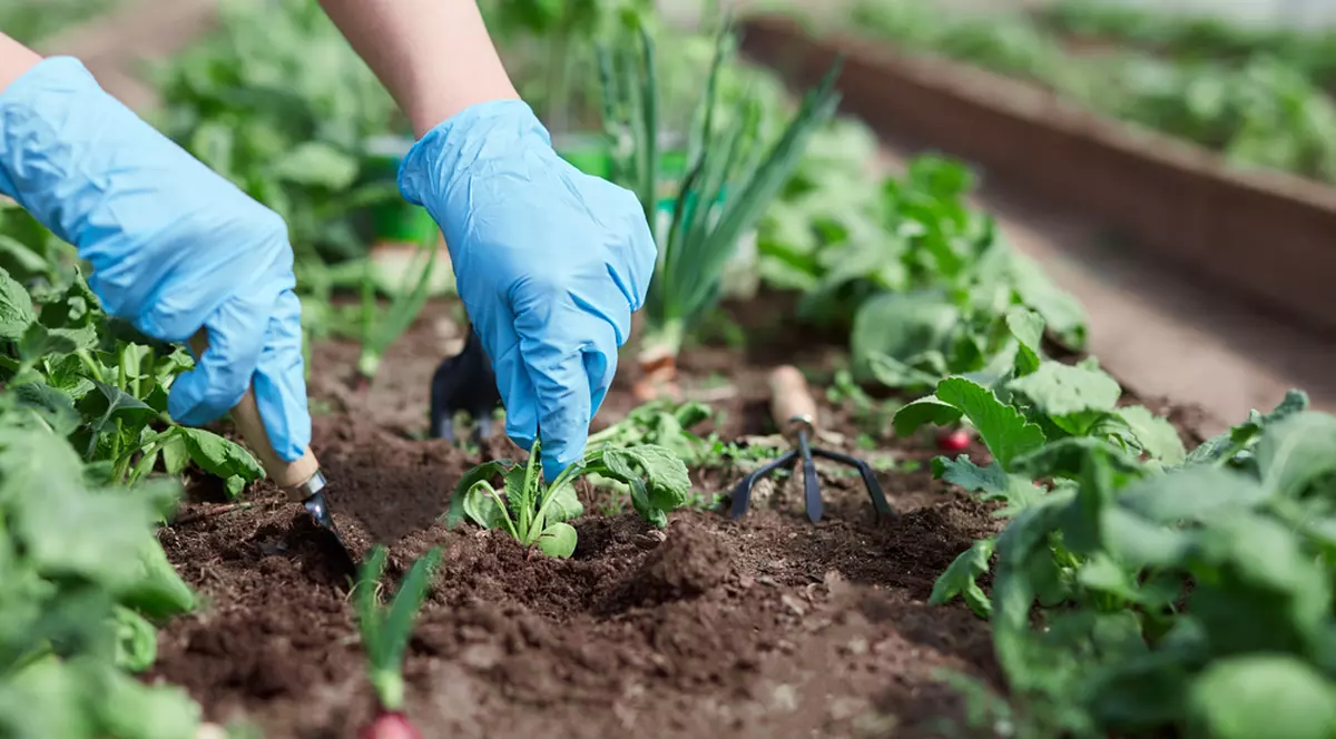 Ce plante poţi cultiva în grădină în luna august