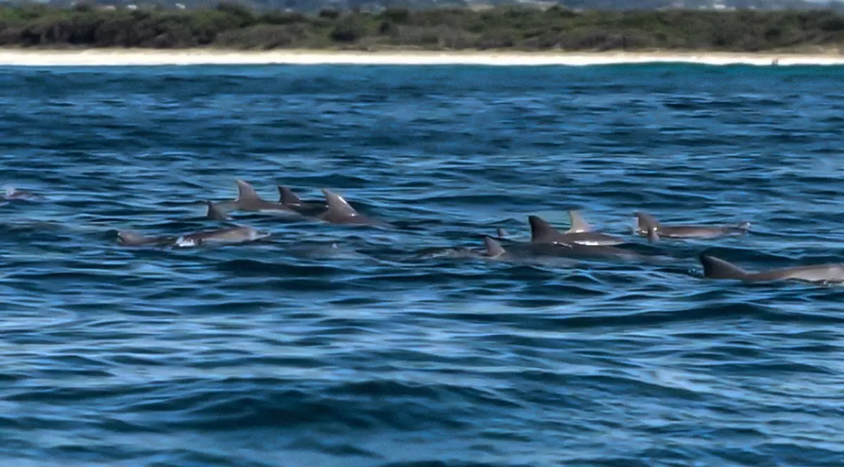 Delfinii au atacat înotători și i-au mușcat, pe o plajă din Japonia