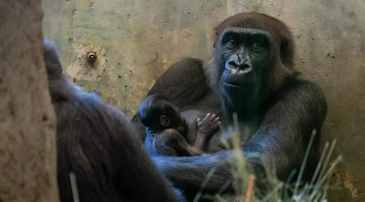 În SUA, gorila Sully, care era considerată un mascul, a născut. Zoo Columbus oferă explicații