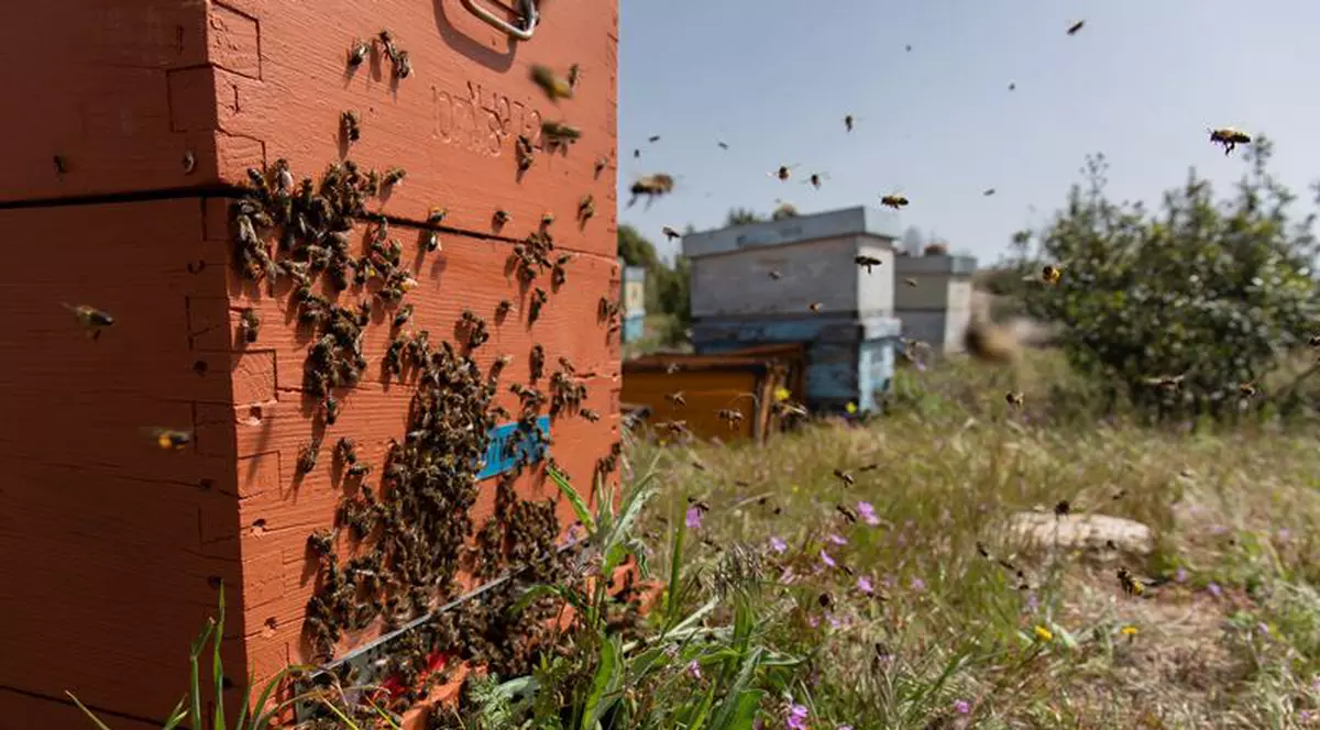 Copil de trei ani din Botoșani, înțepat de albine de peste 70 de ori, în curtea bunicilor. Ce spun medicii