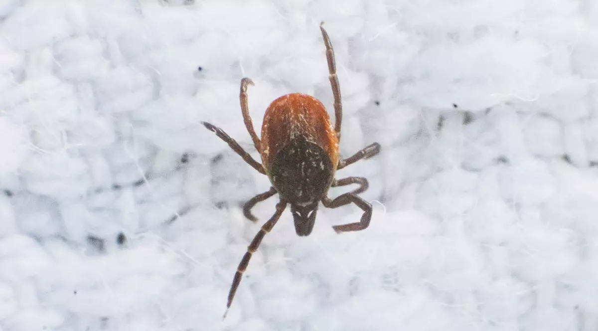 Un virus transmis de căpușe, descoperit în China, se răspândește în Europa