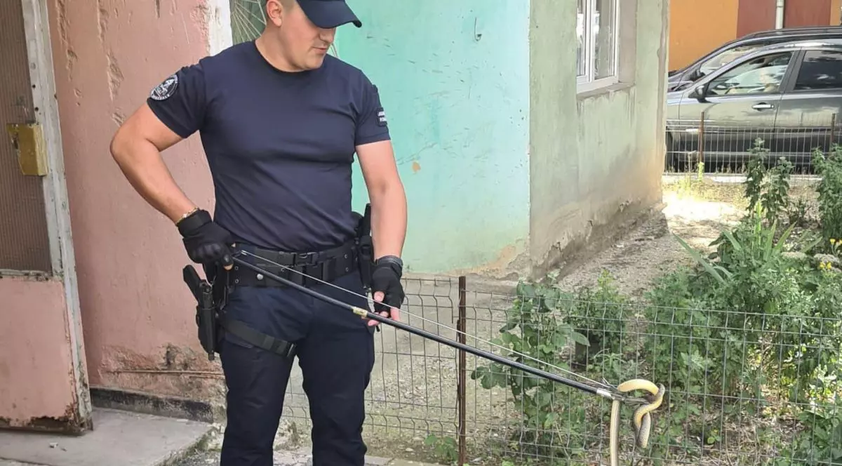 Şarpe de peste un metru, găsit la intrarea într-un bloc din Drobeta-Turnu Severin. Un localnic a sunat la 112