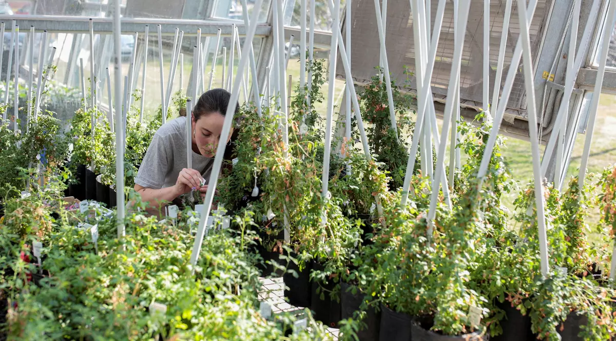 Comisia Europeană se pregătește să dea liber „super-recoltelor”, plante modificate genetic, care să facă față secetei și schimbărilor climatice