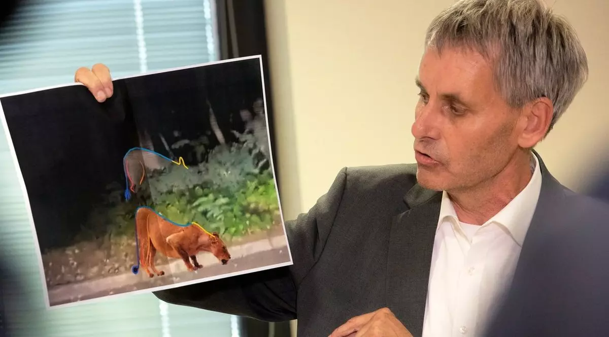 200.000 de euro pe zi pentru căutarea unei leoaice care era, de fapt, un mistreț: „Cel mai scump safari din istorie”