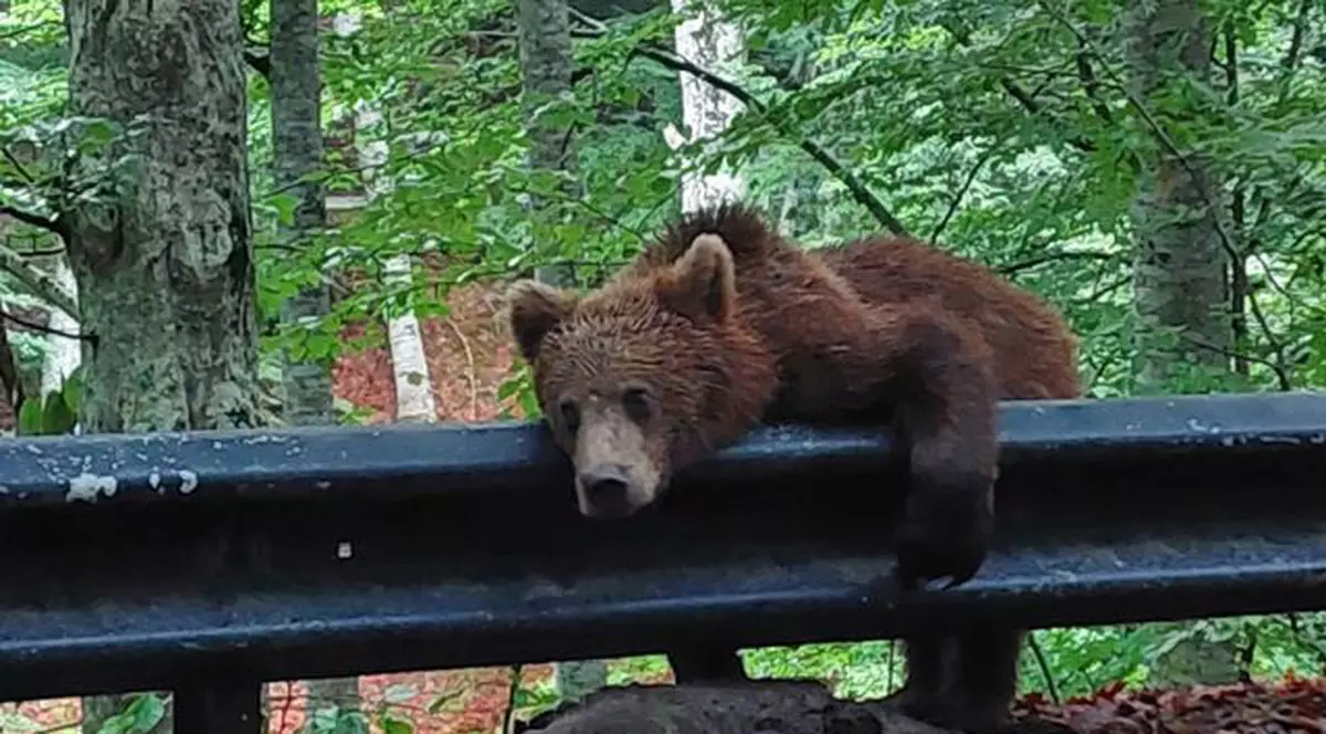Un urs care dormea pe un parapet în Harghita, trezit de jandarmi și trimis înapoi în pădure