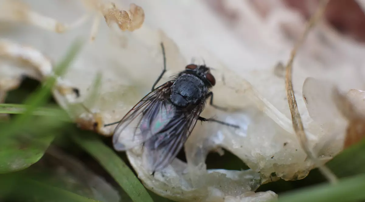 Muștele moarte ar putea fi folosite pentru a produce plastic biodegradabil - studiu