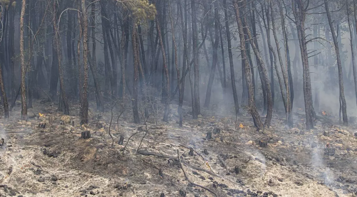 18 cadavre, găsite într-o pădure din nordul Greciei, afectată de incendii. „Au murit carbonizați”