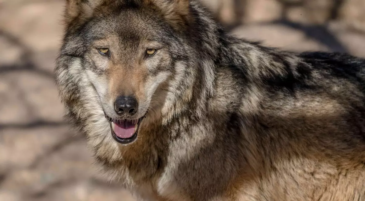 Un faimos exemplar de lup, autorul celei mai lungi migrații din specia sa, împușcat mortal de un copil de doar 9 ani din Ungaria