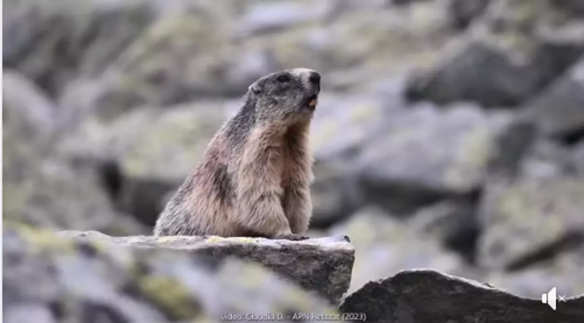 Imagini virale cu o marmotă, în Munții Retezat. „Nici nu știam că trăiesc și la noi” - VIDEO