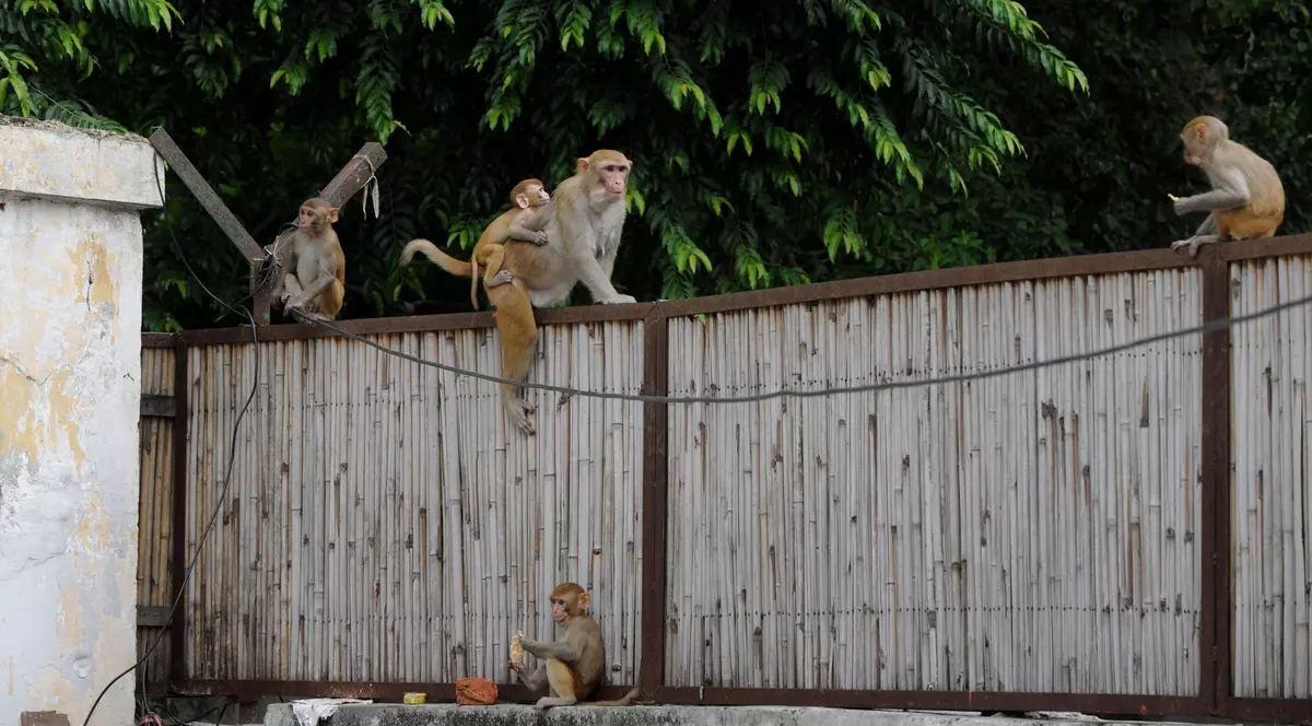 „Oamenii-maimuță”, soluția inedită găsită de India pentru a alunga macacii de pe străzi în timpul desfășurării summitului G20