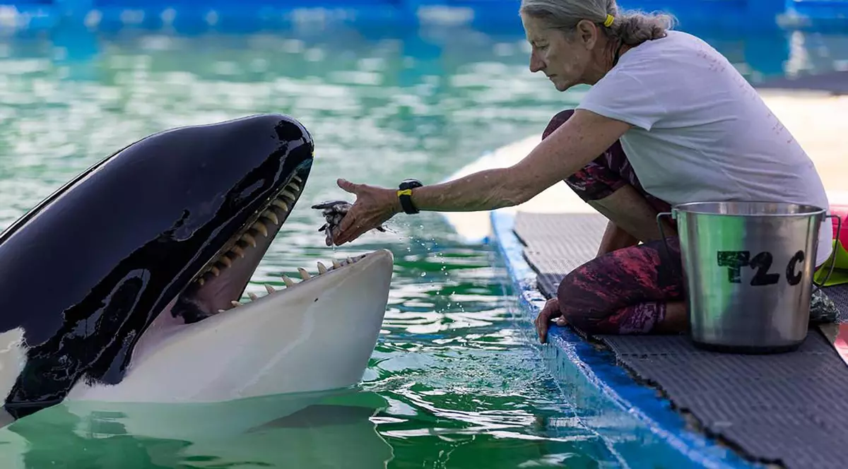 După 50 de ani de captivitate, orca Lolita a murit, chiar înainte de a fi eliberată în Pacific. VIDEO