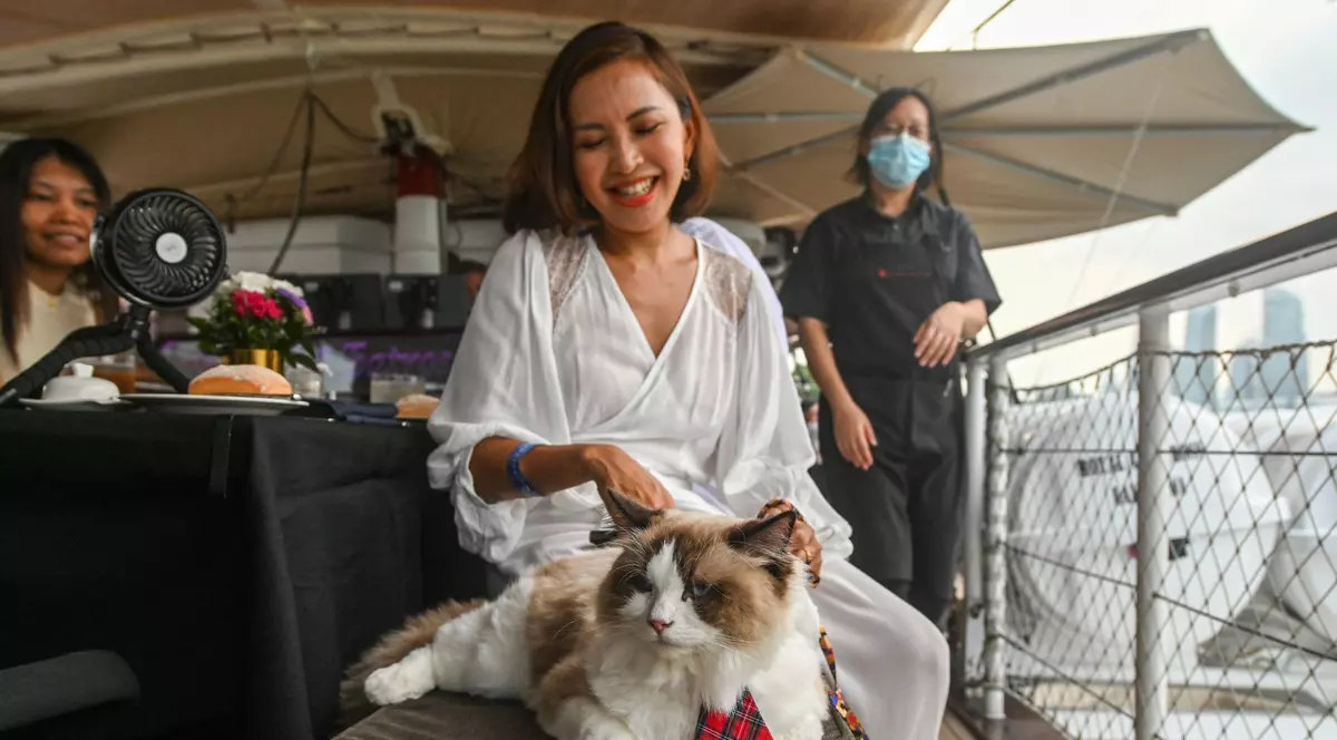 Croaziere luxoase alături de pisici, ultimul trend în turismul din Singapore. Cât costă un bilet pentru mâțe răsfățate precum Coco, Bobo și Mahmud | VIDEO