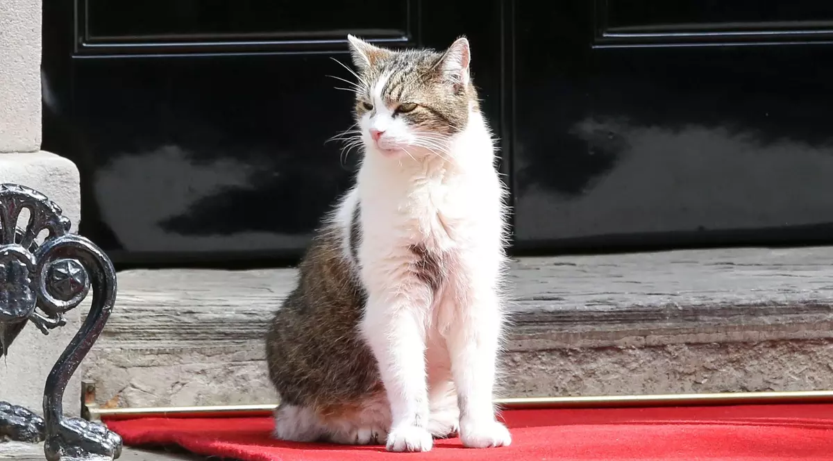 Luare de poziție a guvernului britanic despre „cel mai vechi locatar din Downing Street”: „Larry este sănătos și fericit”