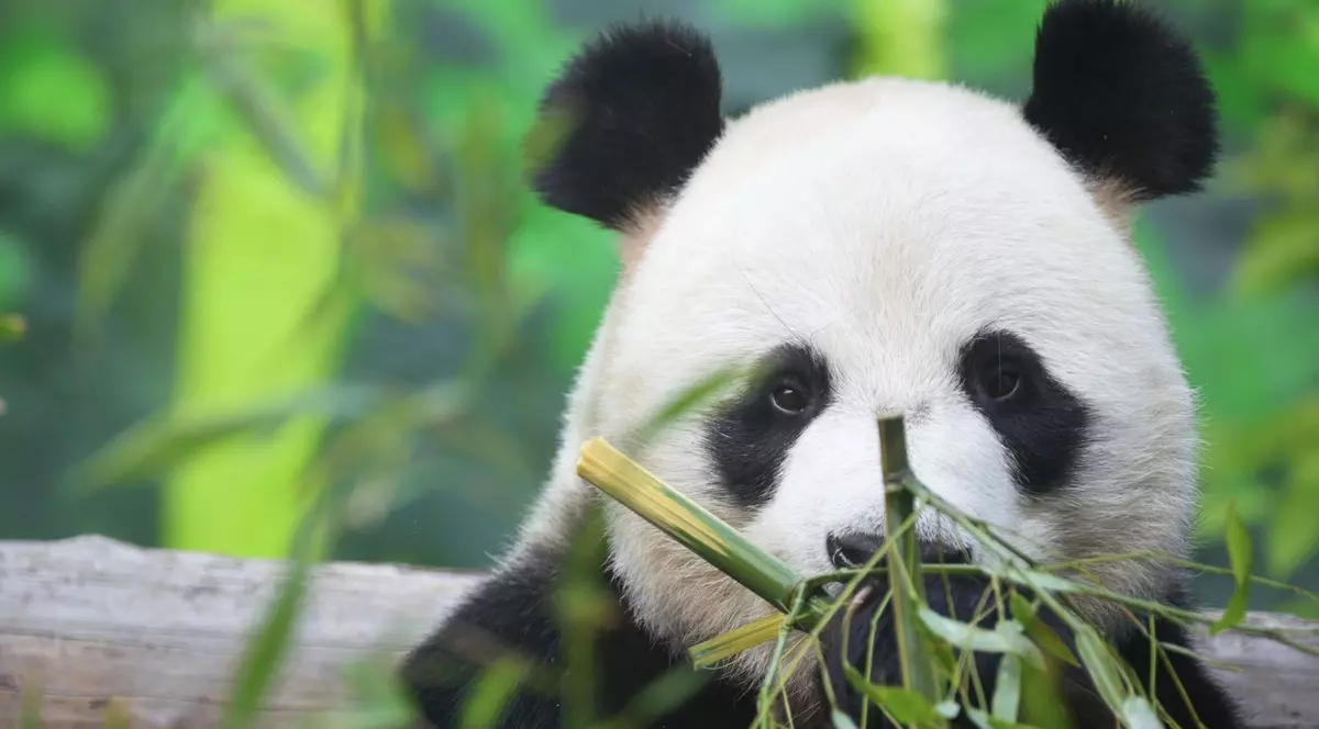Gata cu „Diplomația Panda”: China își retrage urșii din grădinile zoologice din SUA, în urma divergenților la nivel înalt