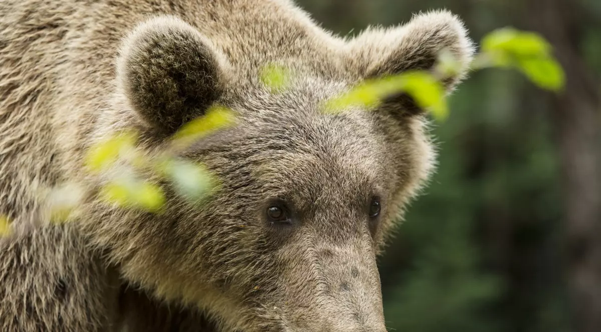Un urs a fost văzut în Mediaş. Populația a fost avertizată prin mesaj Ro-Alert