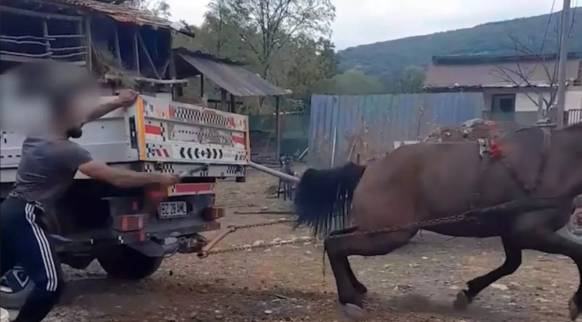 Captură video: Bărbat filmat când își biciuiește calul și îl forțează să tragă o camionetă cu roțile blocate, ca să îl vândă scump