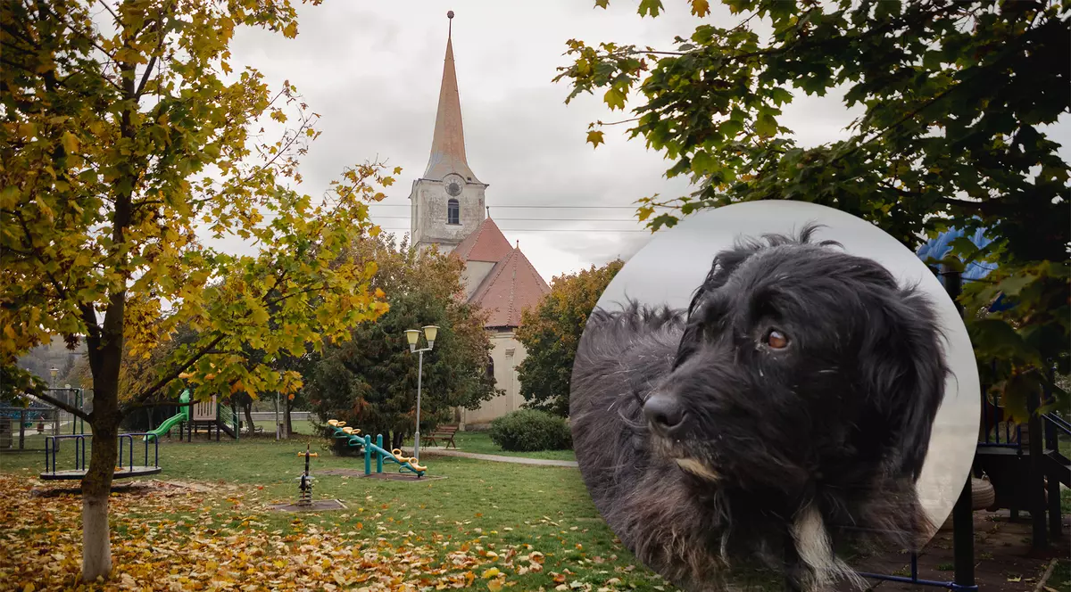 REPORTAJ. Mateș, câinele credincios care își așteaptă de trei ani stăpânul decedat în fața unei biserici din Transilvania: „L-a iubit mult”