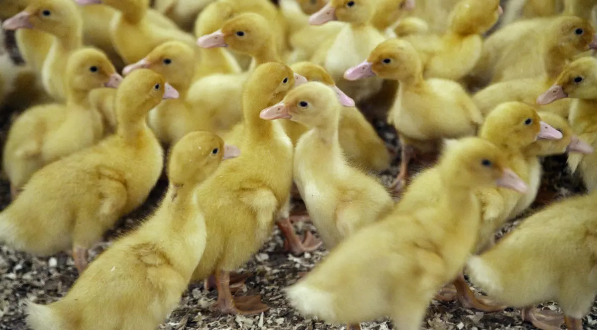 Franța își vaccinează rațele împotriva gripei aviare