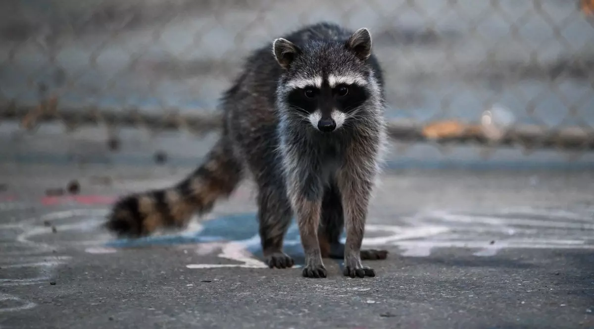 Un raton aflat pe mijlocul drumului a blocat traficul la o oră de vârf, în Germania