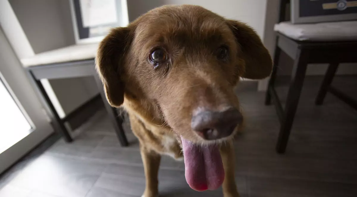 Cartea Recordurilor investighează vârsta lui Bobi, cel mai bătrân câine din lume, după ce medicii au pus la îndoială faptul că a trăit până la 31 de ani