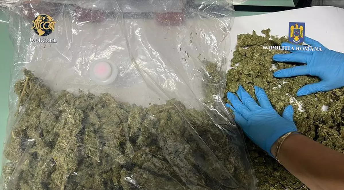 Un bărbat din Satu Mare și-a ascuns canabisul în pereții casei sale. Cum a fost prins