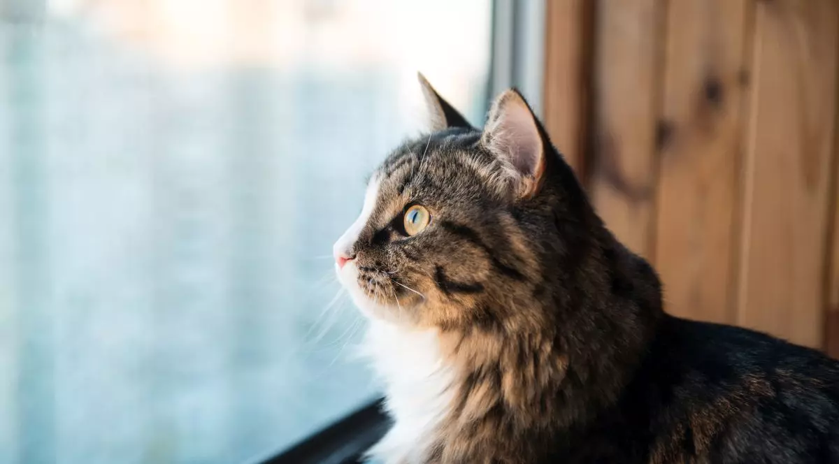 Peste 40 de pisici găsite de poliție în apartamentul unei femei din Pitești. Exista riscul „răspândirii unor infecţii” către locatarii blocului