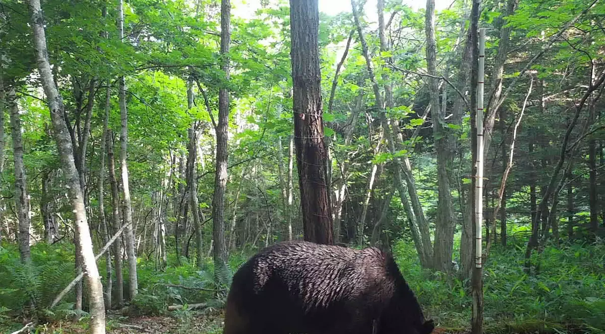 Trei urși care s-au furișat într-o fabrică din nordul Japoniei au fost prinși și uciși de autorități