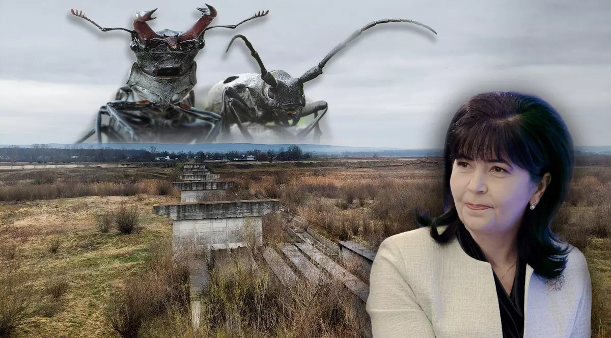 Rădașca e prima victimă a minciunilor din anul electoral! Șefa PSD a CJ Botoșani a spus că gândacii îi blochează construcția unui pod. Ce arată documentele